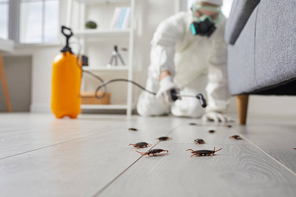 Post-Treatment Bed Bug Interceptor Monitoring in Mantua